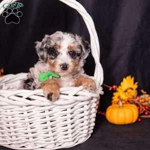 Ron, Mini Bernedoodle Puppy